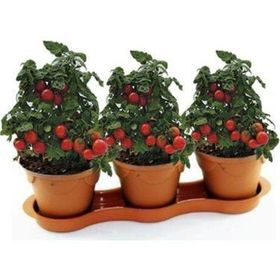 Nadir 10 Adet Saksılık Cherry Domatesi Tohumu