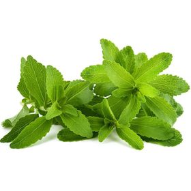 Nadir 10 Adet Stevia Tohumu Şeker Otu Tohumu