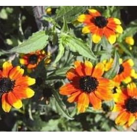 Nadir 100 Adet Üç Renkli Rudbekya Çiçeği Tohumu