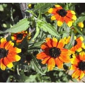 Nadir 100 Adet Üç Renkli Rudbekya Çiçeği Tohumu