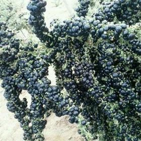 Nadir 1000 Adet Siyah Goji Berry Tohumu