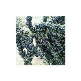 Nadir 1000 Adet Siyah Goji Berry Tohumu