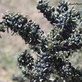 Nadir 1000 Adet Siyah Goji Berry Tohumu