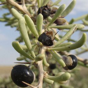 Nadir 1000 Adet Siyah Goji Berry Tohumu