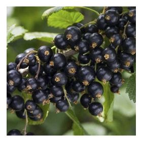 Nadir 1000 Adet Siyah Goji Berry Tohumu
