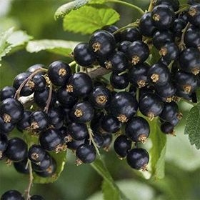 Nadir 1000 Adet Siyah Goji Berry Tohumu