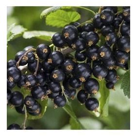 Nadir 1000 Adet Siyah Goji Berry Tohumu