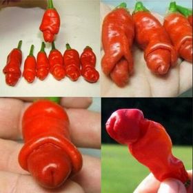 Nadir 5 Adet Acı Sexi Biber Tohumu