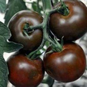 Nadir 5 Adet İthal Çikolata Domates Tohumu