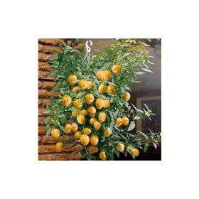 Nadir 5 Adet İthal Pepino Meyvesi Tohumu