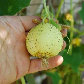 Nadir 5 Adet Limon Salatalık Tohumu
