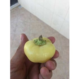 Nadir 5 Adet Peynir Biberi Tohumu