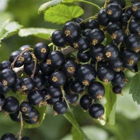 Nadir 5 Adet Siyah Goji Berry Tohumu