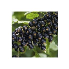 Nadir 5 Adet Siyah Goji Berry Tohumu