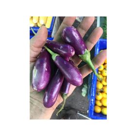 Nadir 5 Adet Thailand Mini Kemer Patlıcan Tohumu