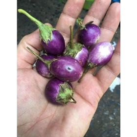 Nadir 5 Adet Thailand Minyatür Patlıcan Tohumu