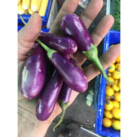 Nadir 5 Adet Thailand Minyatür Patlıcan Tohumu