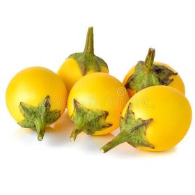 Nadir 5 Adet Thailand Sarı Patlıcan Tohumu