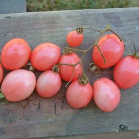 Nadir 5 Adet Thailand Yumurta Domates Tohumu