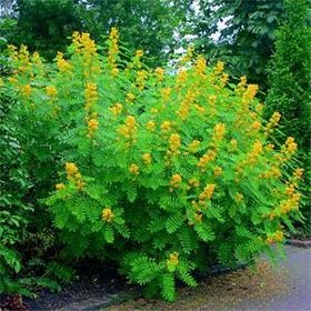 Nadir Senna Hebecarpa Çiçeği Tohumu