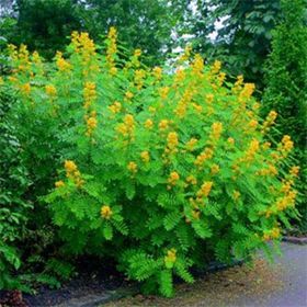 Nadir Senna Hebecarpa Çiçeği Tohumu