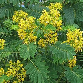 Nadir Senna Hebecarpa Çiçeği Tohumu