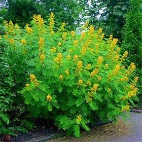 Nadir Senna Hebecarpa Çiçeği Tohumu