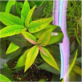 Nomaphila Siamensis Compact Saksı Canlı Bitki