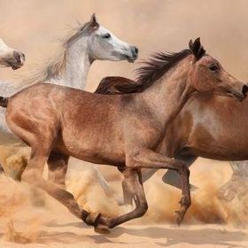 Nova Puzzle 1000 Parça Kum Fırtınasında Koşan Atlar Panorama