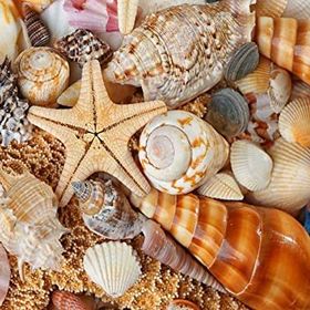 Nova Puzzle 1000 Parça Kumsaldan Bana Kalanlar