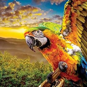 Nova Puzzle 1000 Parça Macav Amerikan Papağanı Puzzle