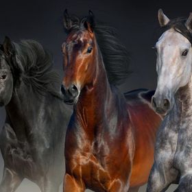 Nova Puzzle Üç Asil Yürek 1000 Parça Puzzle