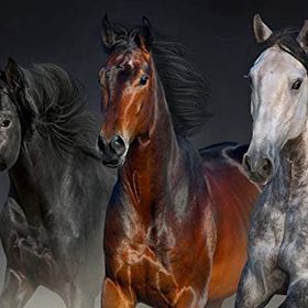 Nova Puzzle Üç Asil Yürek 1000 Parça Puzzle