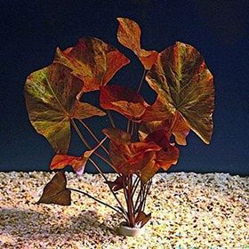 Nymphaea Rubra Bulb Lotus Soğanı Kırmızı Canlı Bitki