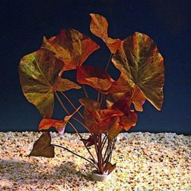 Nymphaea Rubra Bulb Lotus Soğanı Kırmızı Canlı Bitki