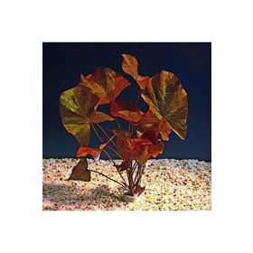Nymphaea Rubra Bulb Lotus Soğanı Kırmızı Canlı Bitki