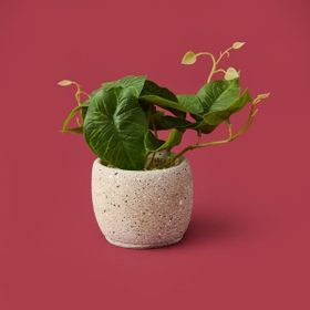 Objevi 20x9x9 cm Asorti Saksıda Yapraklar
