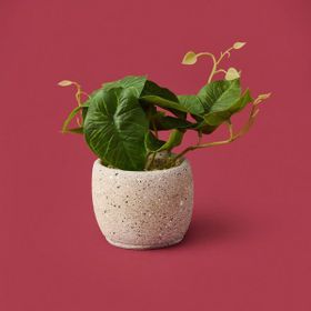 Objevi 20x9x9 cm Asorti Saksıda Yapraklar