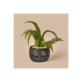 Objevi 29 cm Siyah Yeşil Saksılı Yapay Çiçek