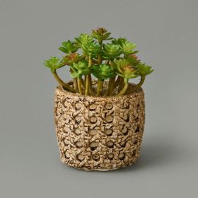 Objevi 7x8x8 cm Hasır Efekt Saksıda Sukulent