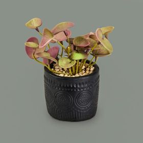 Objevi 8x6x6 cm Asorti Mini Pot Soft Yaprak Saksılı Çiçek