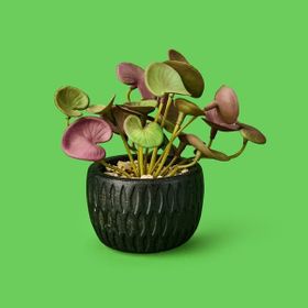Objevi 8x6x6 cm Asorti Mini Pot Soft Yaprak Saksılı Çiçek
