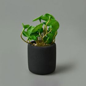 Objevi 8x6x6 cm Asorti Mini Pot Soft Yaprak Saksılı Çiçek