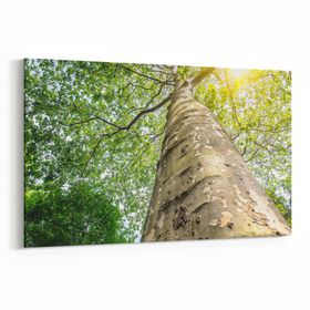 Olla 10485Y Ağaç Görseli Yatay 30x20 cm Kanvas Tablo