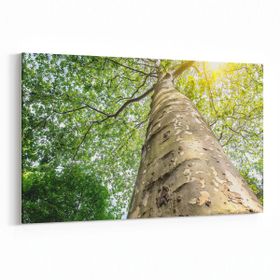Olla 10485Y Ağaç Görseli Yatay 30x20 cm Kanvas Tablo