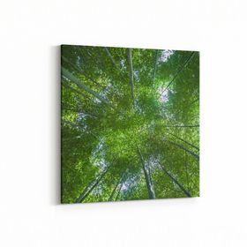 Olla 10518K Ağaç Görseli Kare 25x25 cm Kanvas Tablo