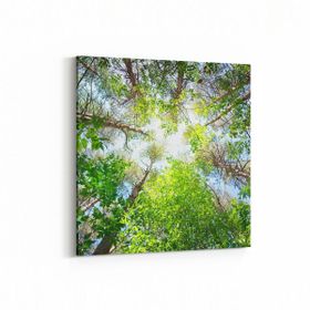 Olla 10619K Ağaç Görseli Kare 25x25 cm Kanvas Tablo