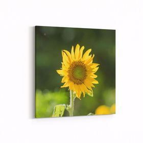 Olla 10796K Ağaç Görseli Kare 25x25 cm Kanvas Tablo