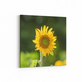 Olla 10796K Ağaç Görseli Kare 25x25 cm Kanvas Tablo