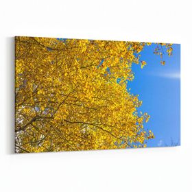 Olla 10838Y Ağaç Görseli Yatay 30x20 cm Kanvas Tablo